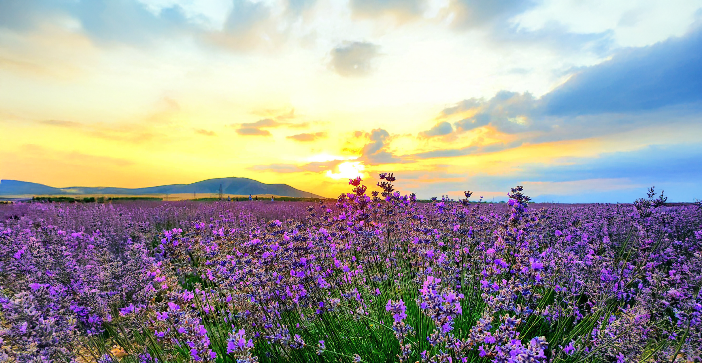 lavender