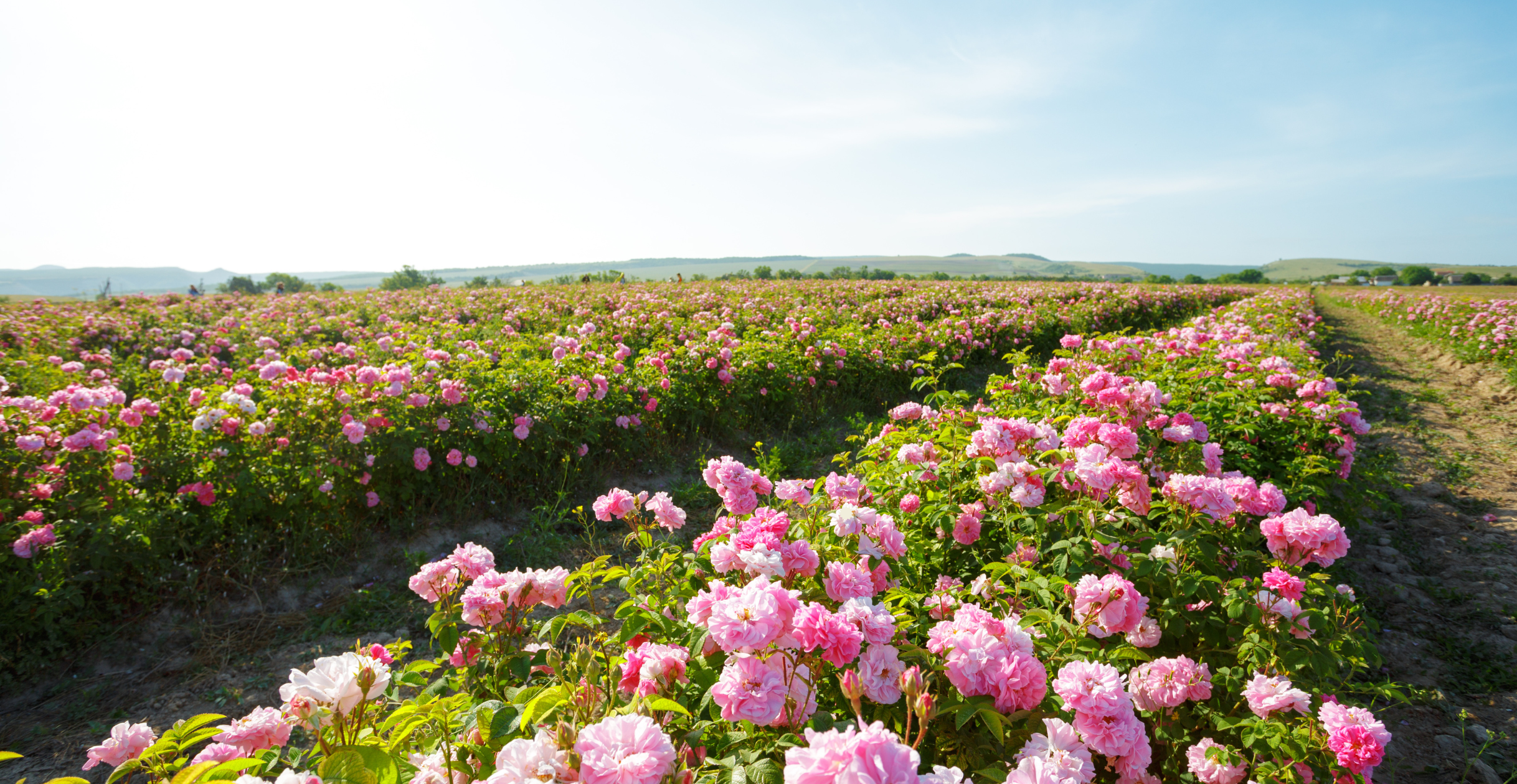 roses