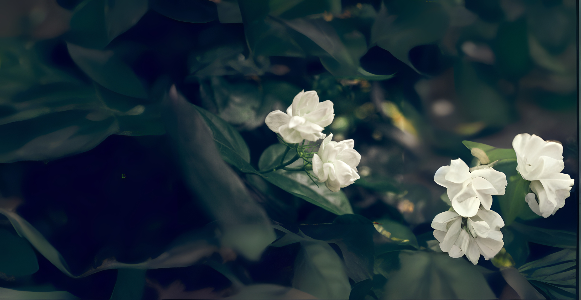 Jasmine blog