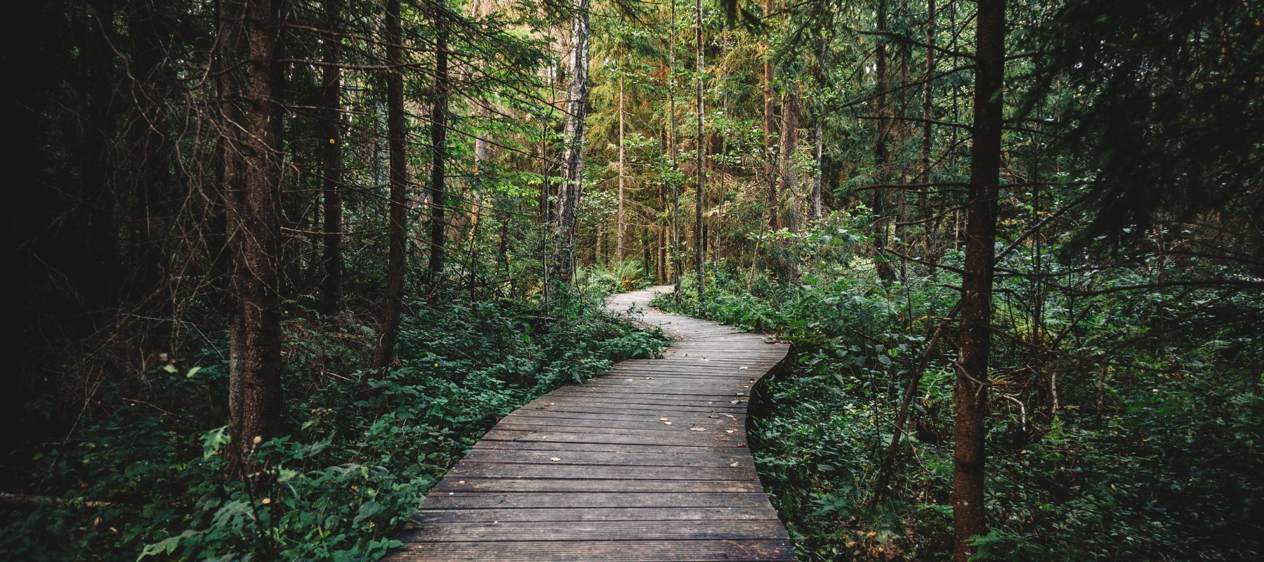 Woody Family Perfumes